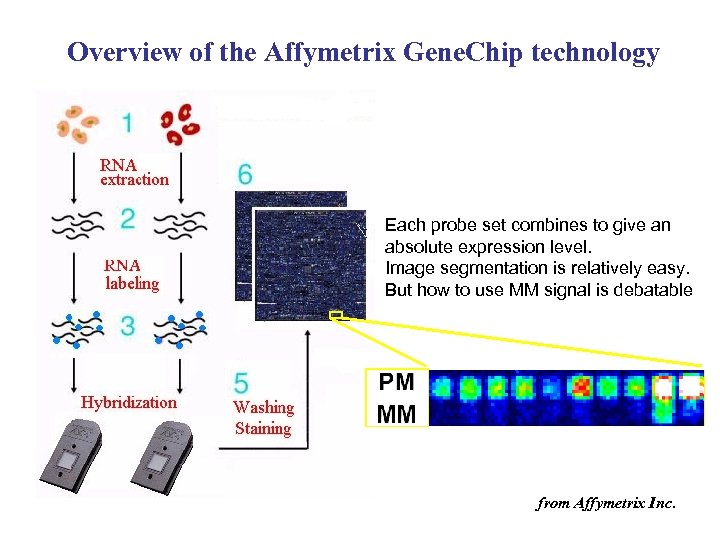 Overview of the Affymetrix Gene. Chip technology Each probe set combines to give an