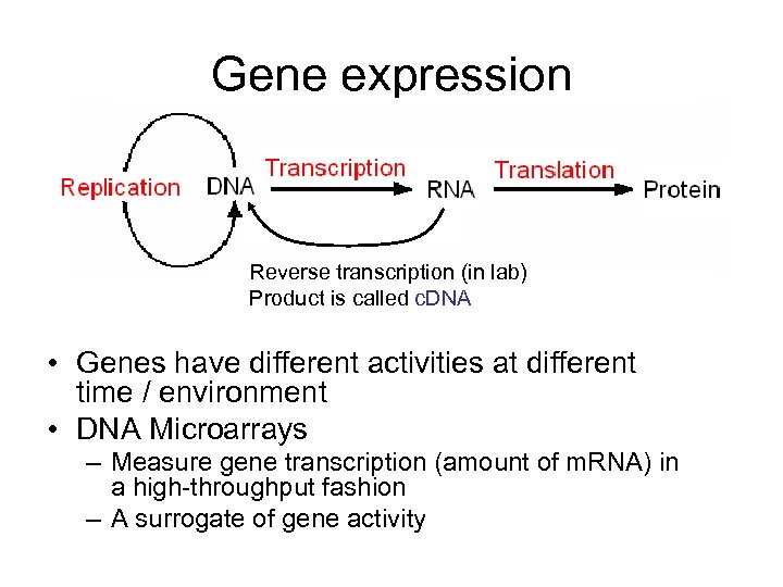 Gene expression Reverse transcription (in lab) Product is called c. DNA • Genes have