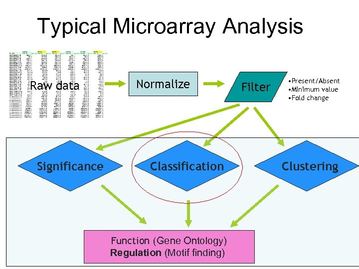 Typical Microarray Analysis Raw data Significance Normalize Classification Function (Gene Ontology) Regulation (Motif finding)