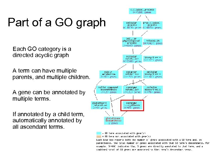Part of a GO graph Each GO category is a directed acyclic graph A