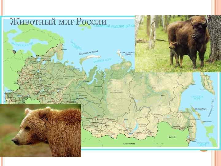ЖИВОТНЫЙ МИР РОССИИ 