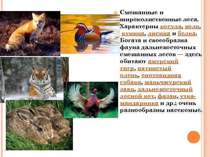  Смешанные и широколиственные леса. Характерны косуля, волк, куница, лисица и белка. Богата и