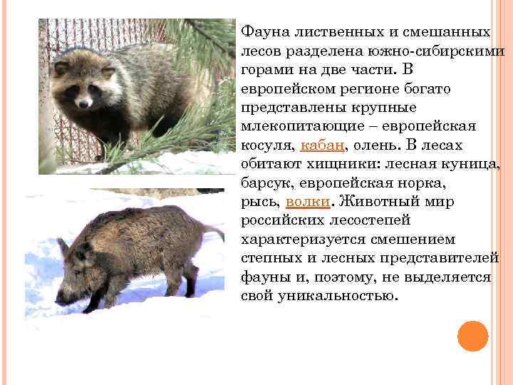  Фауна лиственных и смешанных лесов разделена южно-сибирскими горами на две части. В европейском