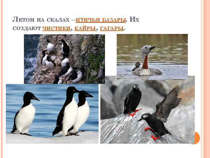 ЛЕТОМ НА СКАЛАХ — ПТИЧЬИ БАЗАРЫ. ИХ СОЗДАЮТ ЧИСТИКИ, КАЙРЫ, ГАГАРЫ. 