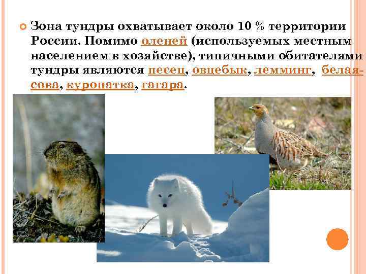  Зона тундры охватывает около 10 % территории России. Помимо оленей (используемых местным населением
