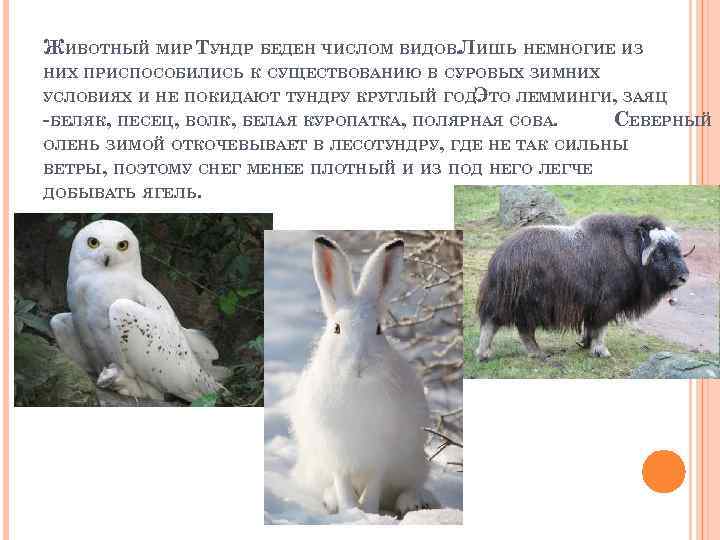 ЖИВОТНЫЙ МИР ТУНДР БЕДЕН ЧИСЛОМ ВИДОВ. ЛИШЬ НЕМНОГИЕ ИЗ НИХ ПРИСПОСОБИЛИСЬ К СУЩЕСТВОВАНИЮ В