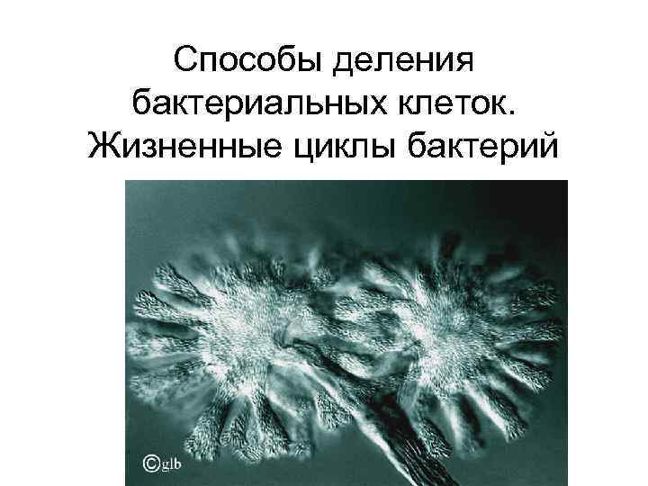 Способы деления бактериальных клеток. Жизненные циклы бактерий 