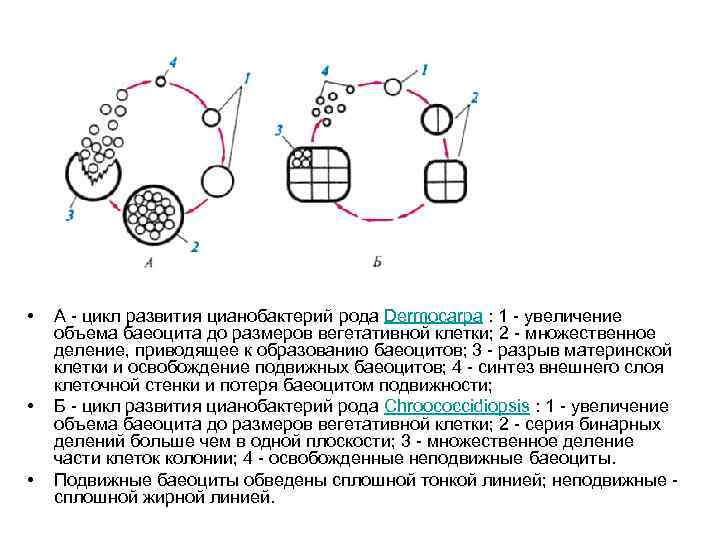  • • • А - цикл развития цианобактерий рода Dermocarpa : 1 -