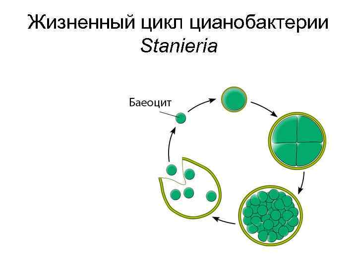 Жизненный цикл цианобактерии Stanieria 