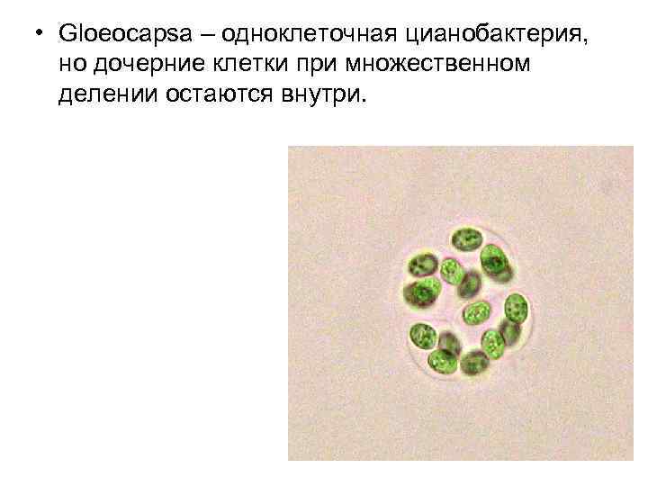  • Gloeocapsa – одноклеточная цианобактерия, но дочерние клетки при множественном делении остаются внутри.