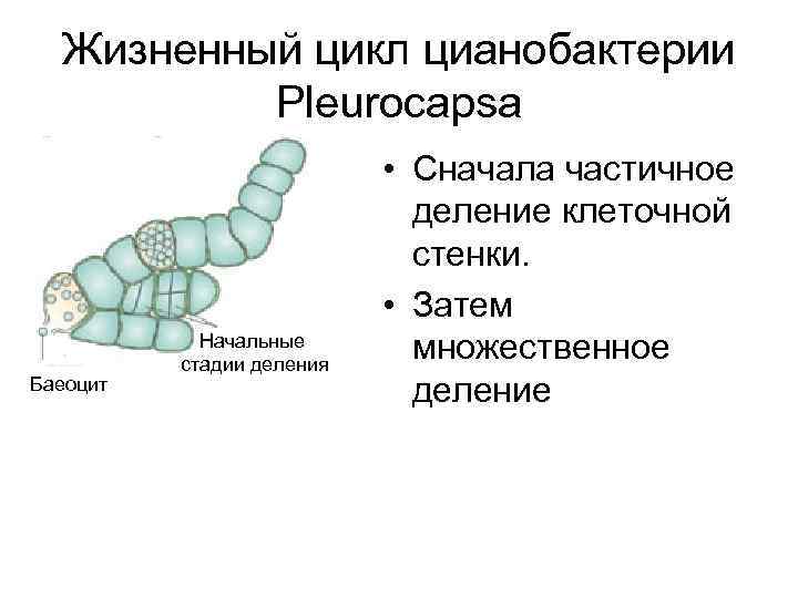 Жизненный цикл цианобактерии Pleurocapsa Баеоцит Начальные стадии деления • Сначала частичное деление клеточной стенки.