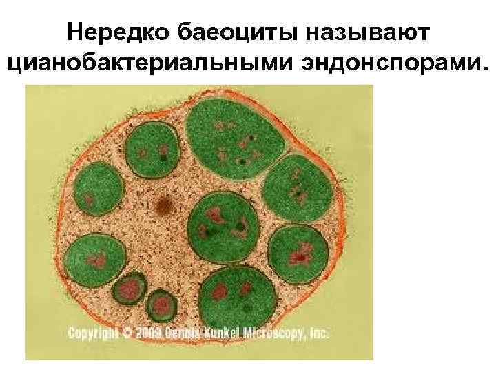 Нередко баеоциты называют цианобактериальными эндонспорами. 
