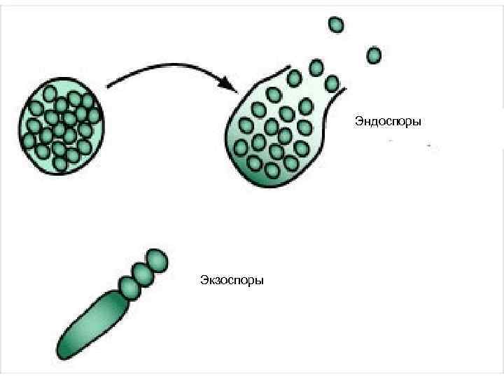 Эндоспоры Экзоспоры 