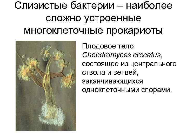 Слизистые бактерии – наиболее сложно устроенные многоклеточные прокариоты Плодовое тело Chondromyces crocatus, состоящее из