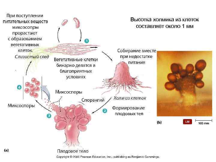 Высотка холмика из клеток составляет около 1 мм 