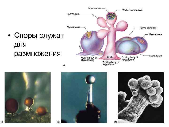  • Споры служат для размножения 