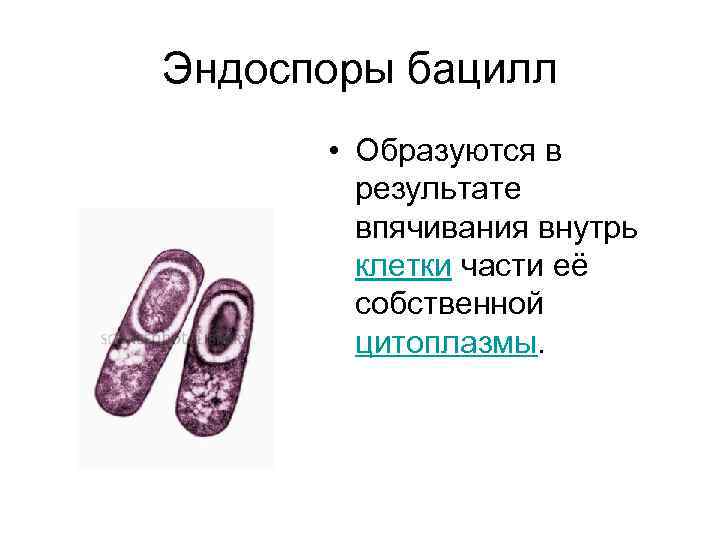 Эндоспоры бацилл • Образуются в результате впячивания внутрь клетки части её собственной цитоплазмы. 