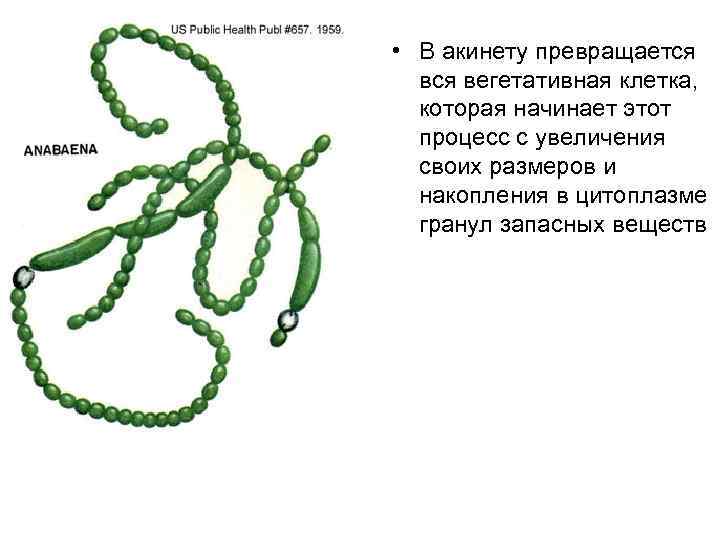  • В акинету превращается вегетативная клетка, которая начинает этот процесс с увеличения своих