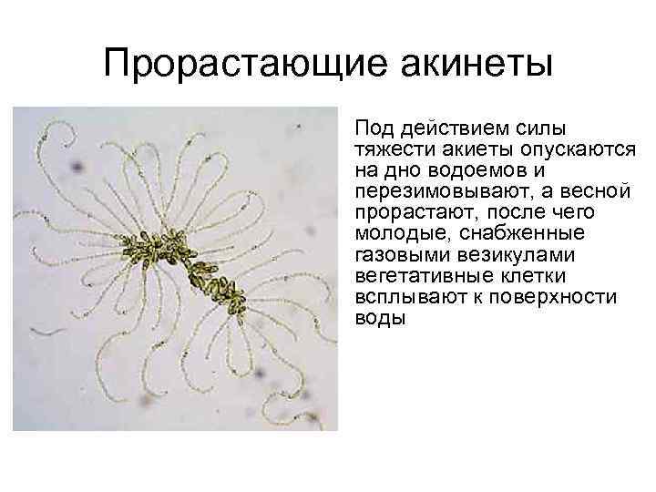 Прорастающие акинеты • Под действием силы тяжести акиеты опускаются на дно водоемов и перезимовывают,