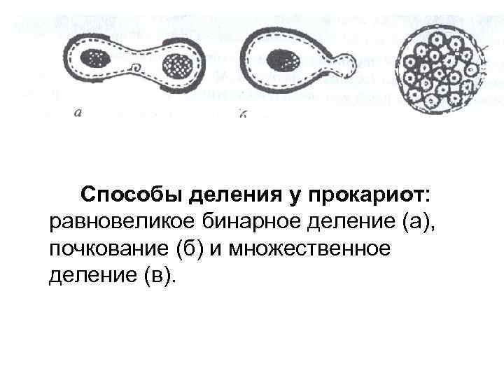 Способы деления у прокариот: равновеликое бинарное деление (а), почкование (б) и множественное деление (в).