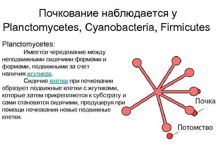 Почкование наблюдается у Planctomycetes, Cyanobacteria, Firmicutes Planctomycetes: Имеется чередование между неподвижными сидячими формами, подвижными