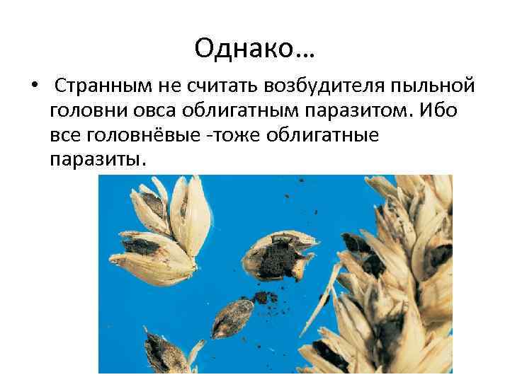 Однако… • Странным не считать возбудителя пыльной головни овса облигатным паразитом. Ибо все головнёвые