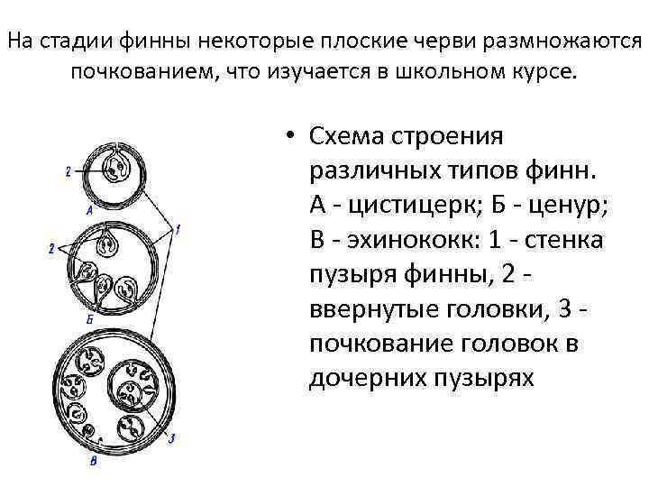 На стадии финны некоторые плоские черви размножаются почкованием, что изучается в школьном курсе. •