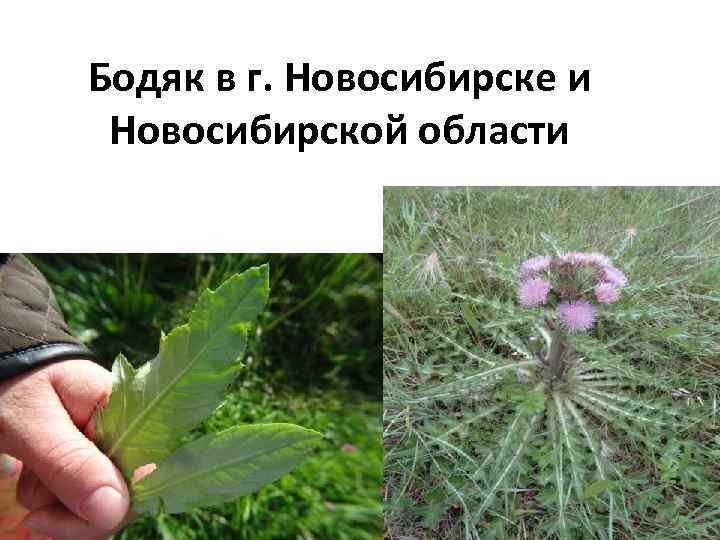 Бодяк в г. Новосибирске и Новосибирской области 