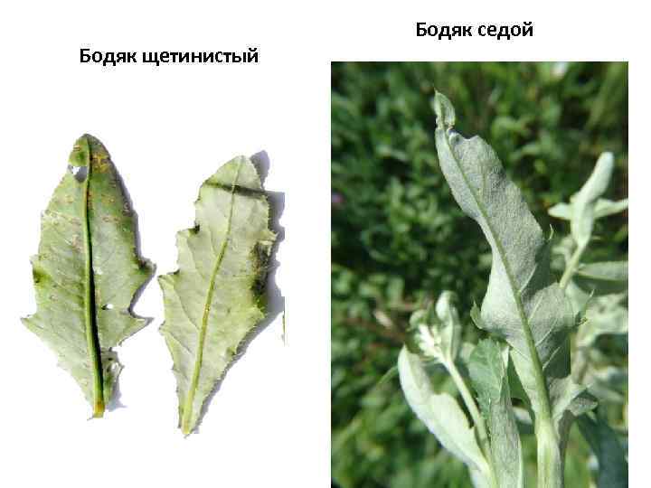 Бодяк щетинистый Бодяк седой 