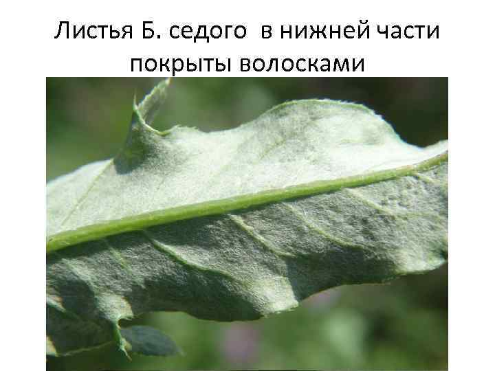 Листья Б. седого в нижней части покрыты волосками 