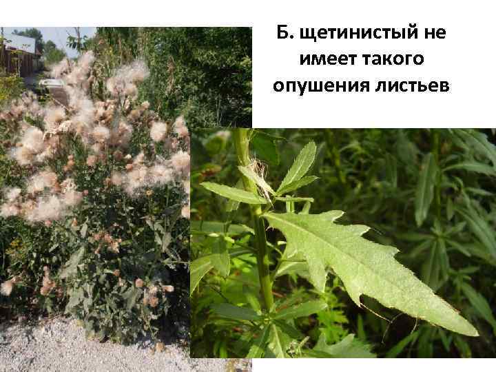 Б. щетинистый не имеет такого опушения листьев 
