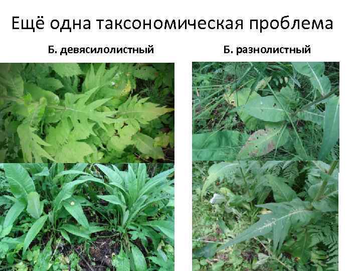 Ещё одна таксономическая проблема Б. девясилолистный Б. разнолистный 