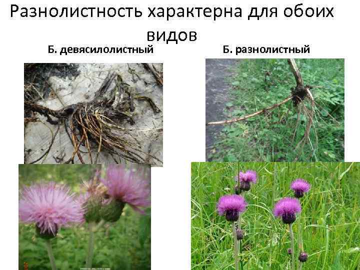 Разнолистность характерна для обоих видов Б. девясилолистный Б. разнолистный 