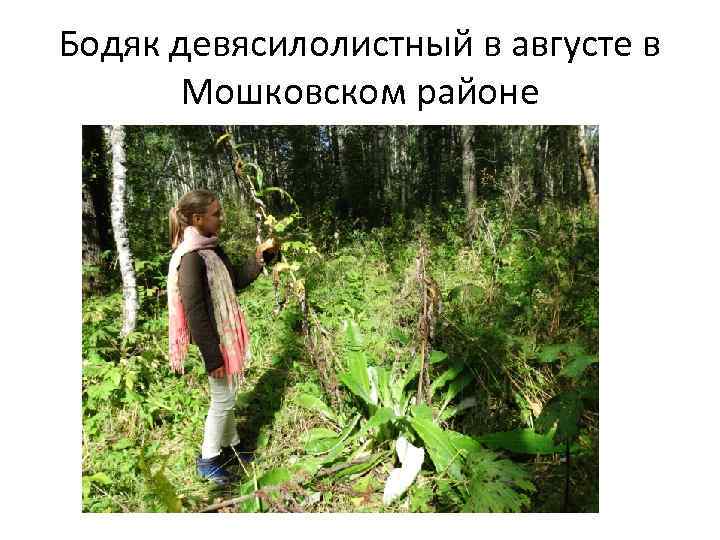 Бодяк девясилолистный в августе в Мошковском районе 