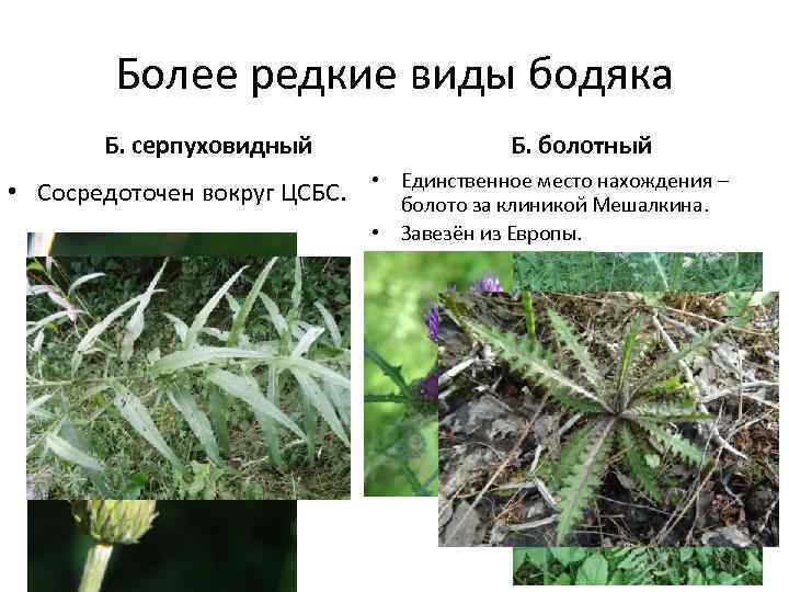 Более редкие виды бодяка Б. серпуховидный Б. болотный нахождения • Сосредоточен вокруг ЦСБС. •