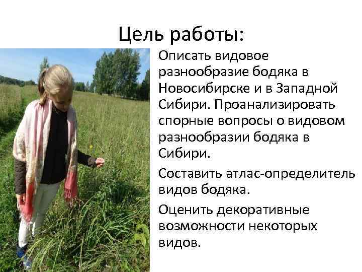 Цель работы: • Описать видовое разнообразие бодяка в Новосибирске и в Западной Сибири. Проанализировать