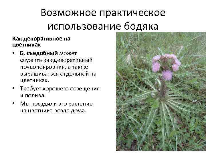 Возможное практическое использование бодяка Как декоративное на цветниках • Б. съедобный может служить как