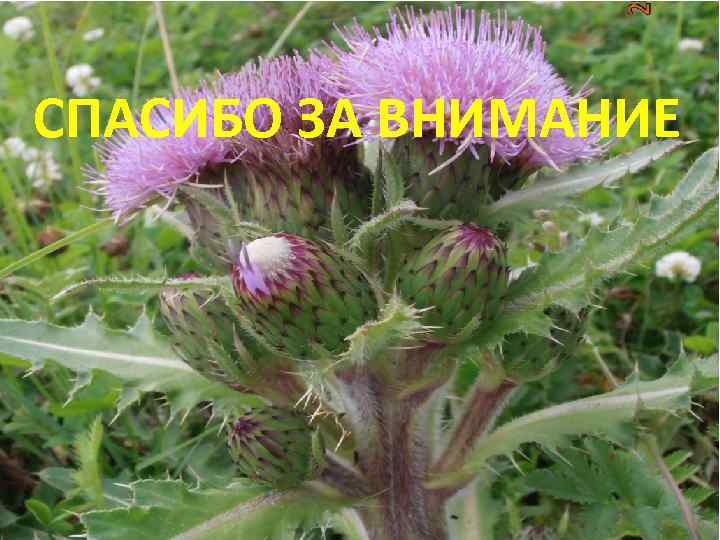 СПАСИБО ЗА ВНИМАНИЕ 