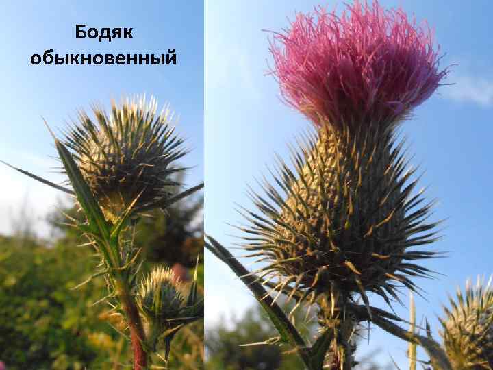 Бодяк обыкновенный 