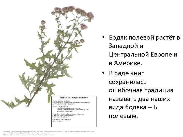  • Бодяк полевой растёт в Западной и Центральной Европе и в Америке. •