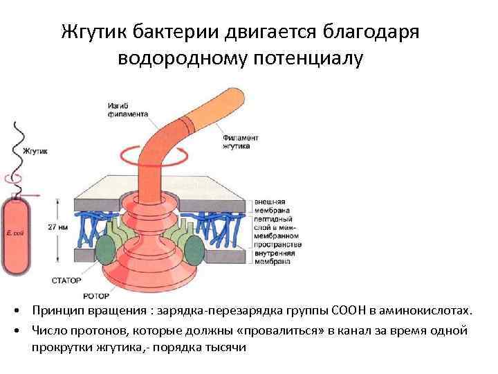 Жгутик бактерии двигается благодаря водородному потенциалу • Принцип вращения : зарядка-перезарядка группы COOH в