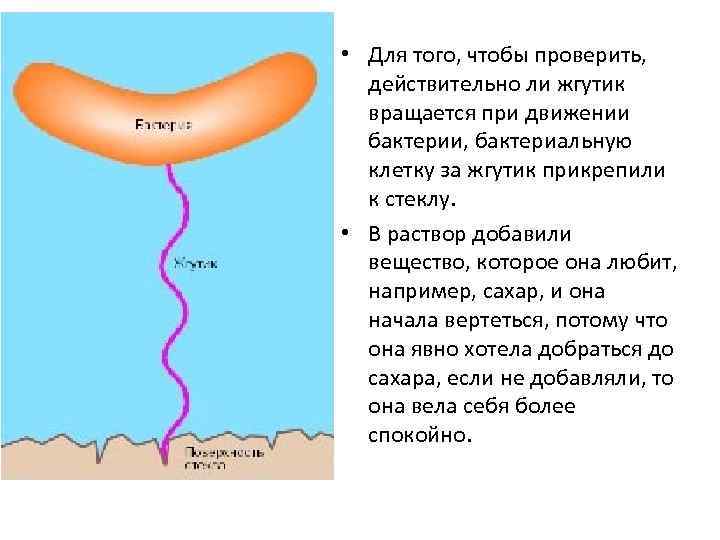  • Для того, чтобы проверить, действительно ли жгутик вращается при движении бактерии, бактериальную