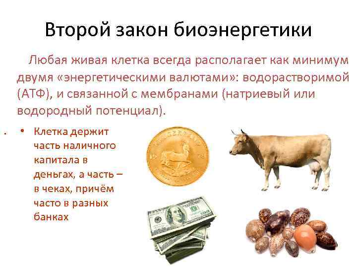 Второй закон биоэнергетики Любая живая клетка всегда располагает как минимум двумя «энергетическими валютами» :