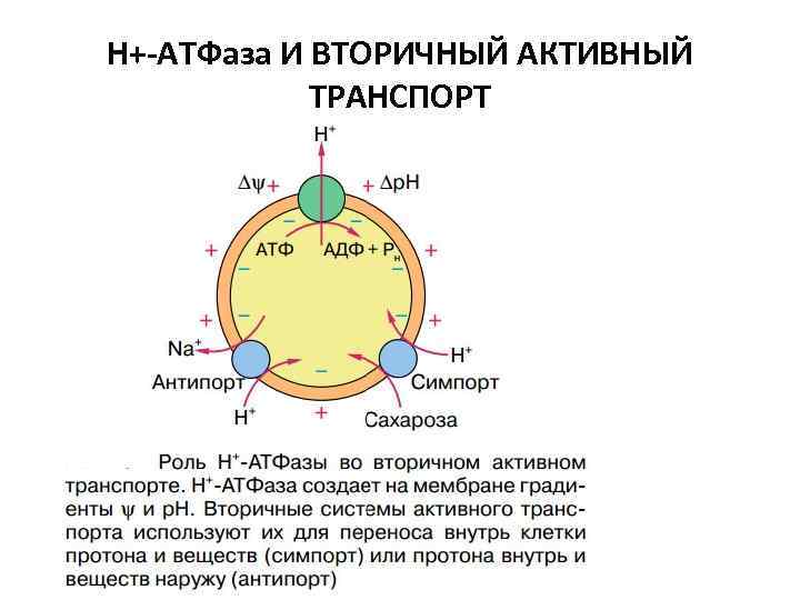 Н+-АТФаза И ВТОРИЧНЫЙ АКТИВНЫЙ ТРАНСПОРТ 