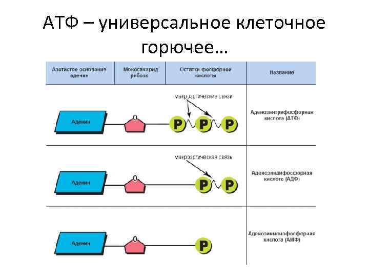 АТФ – универсальное клеточное горючее… 