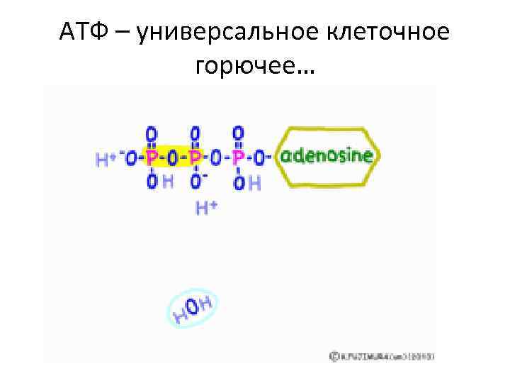 АТФ – универсальное клеточное горючее… 