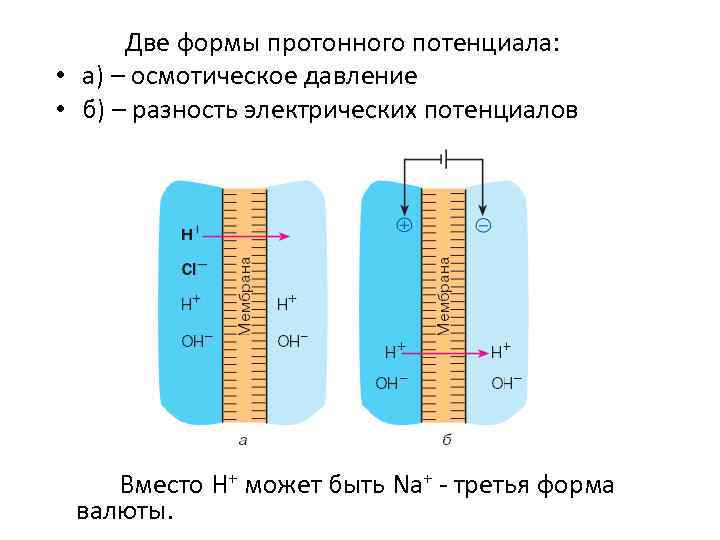  Две формы протонного потенциала: • а) – осмотическое давление • б) – разность