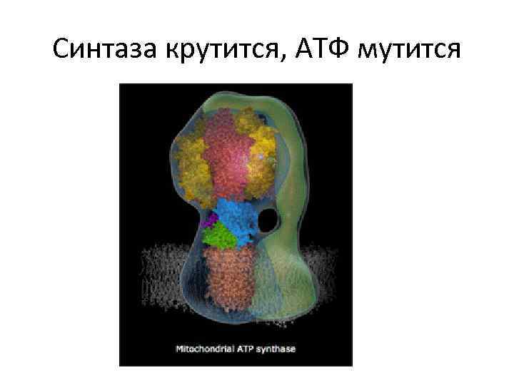 Синтаза крутится, АТФ мутится 