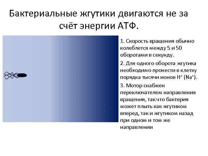 Бактериальные жгутики двигаются не за счёт энергии АТФ. 1. Скорость вращения обычно колеблется между