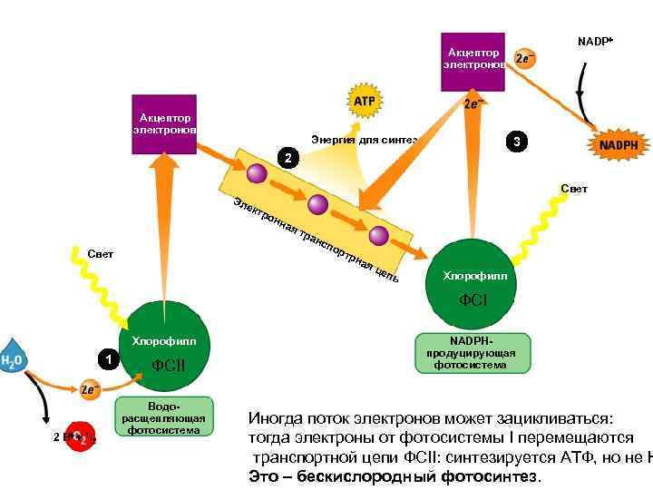 Использование энергии солнечного света для синтеза